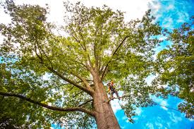 Best Stump Grinding and Removal  in Forest Glen, MD