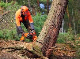 Best Arborist Consultation Services  in Forest Glen, MD