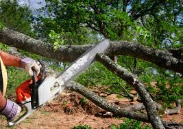 Best Grass Overseeding  in Forest Glen, MD