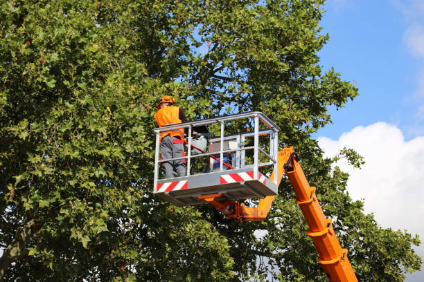 Best Tree and Shrub Care  in Forest Glen, MD