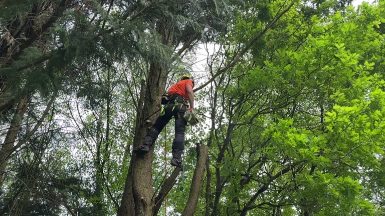 Reliable Forest Glen, MD  Tree Services Solutions