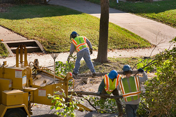 Best Residential Tree Removal  in Forest Glen, MD