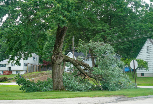 Best Firewood Processing and Delivery  in Forest Glen, MD