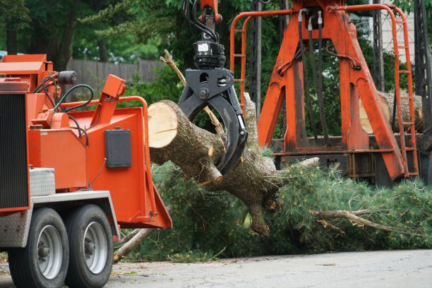 Best Lawn Grading and Leveling  in Forest Glen, MD