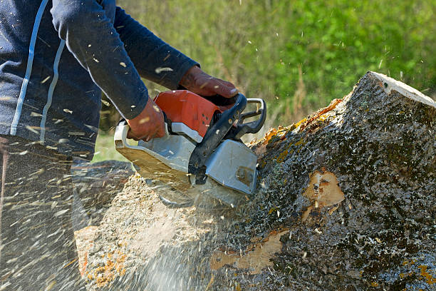 Best Hedge Trimming  in Forest Glen, MD