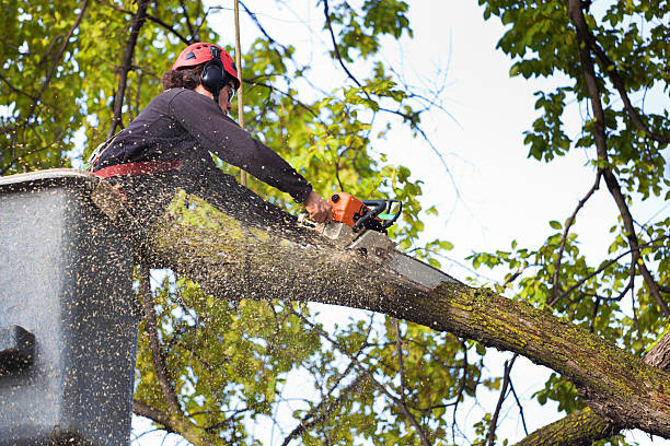 Best Tree Mulching Services  in Forest Glen, MD